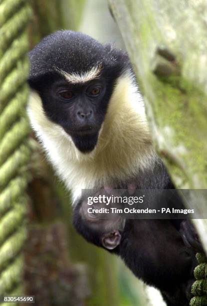 Diana Monkey cradles her 4-day-old baby at Chessington World of Adventure. Keepers discovered the baby on Valentine's Day 2001, but have not been...