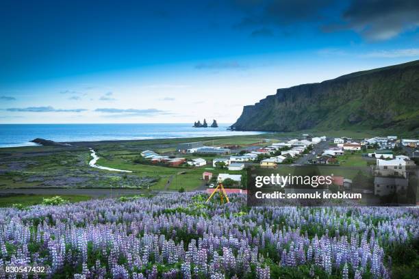 lupine flower field and vic city in summer - vik stock pictures, royalty-free photos & images