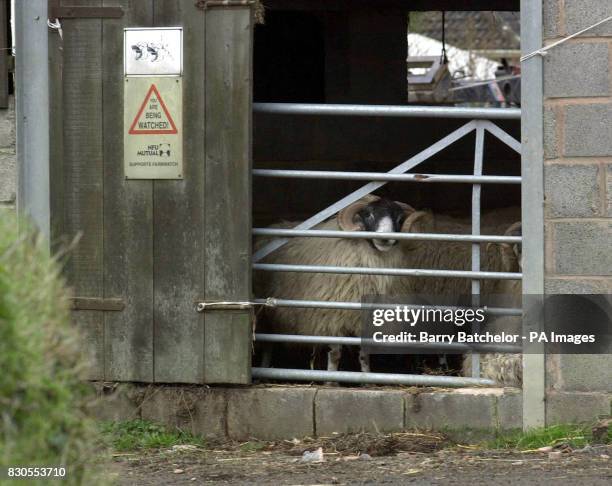 Ram on the premises of Burdon Farm, Highampton, Devon where the seventh outbreak of foot-and-mouth disease has been confirmed. Government inspectors...