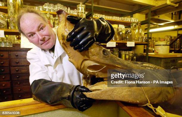 Oliver Crimmen, Lead Curator of Fish, with the preserved head of a basking shark at the Natural History Museum, one of 22 million specimens currently...