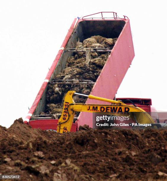 Cargo of slaughtered sheep is unloaded into a trench that has been dug to dispose of 500,000 victims of the foot and mouth crisis at an old airfield...