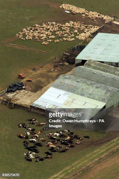 Dead animals lie slaughtered in a farm field near Longtown in Cumbria, March 26 2001. Nearby, a huge trench is being dug which could bury up to...