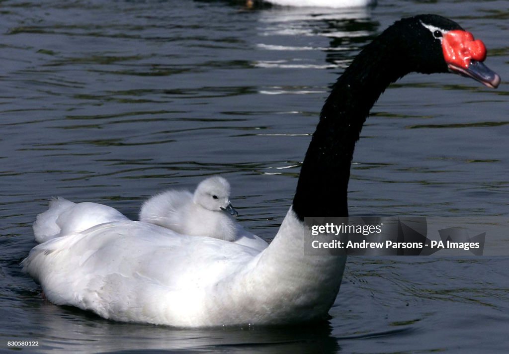 Norfolk black-necked swan cygnet