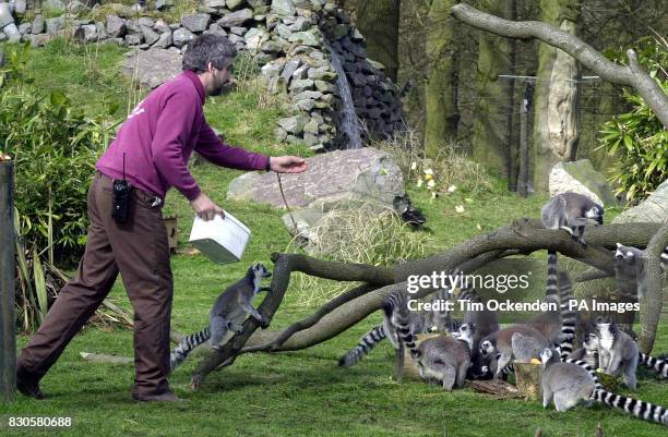Keeper feeds lemurs at the Whipsnade WIld Animal Park in Bedfordshire, 19 April 2001, on the first day it reopened after its closure Iin late...