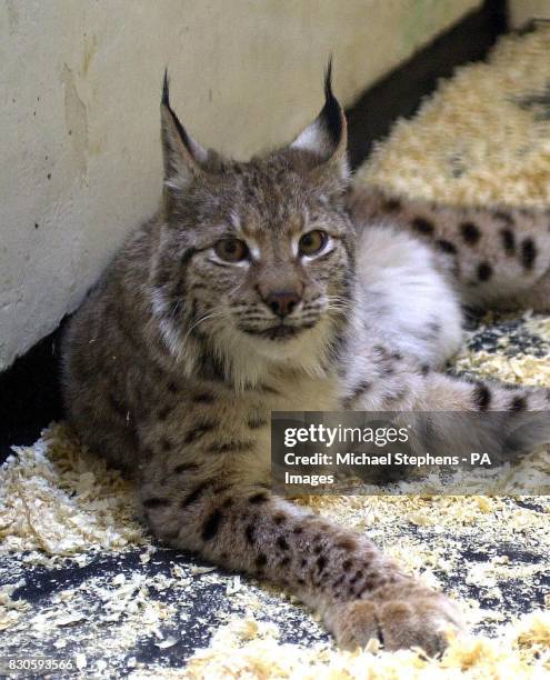 Lynx resting in the animal hospital at London Zoo after being found in a garden in Cricklewood, North London. A spokesman for Scotland Yard said...