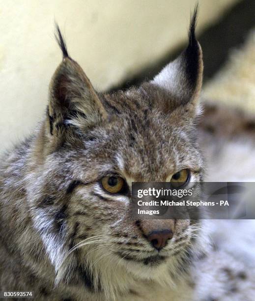 Lynx resting in the animal hospital at London Zoo after being found in a garden in Cricklewood, North London. A spokesman for Scotland Yard said...