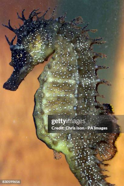 Seahorse swims in her tank at Bournemouth's Oceanarium after she was discovered washed up in seaweed on the beach by a fisherman. Hippocampus...