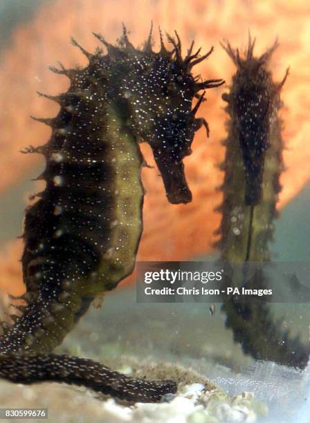 Seahorse is reflected in her tank at Bournemouth's Oceanarium after she was discovered washed up in seaweed on the beach by a fisherman. Hippocampus...