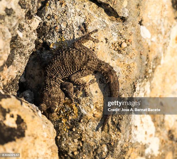 lizard (tarentola mauritanica) in rocky habitat - tarentola stock pictures, royalty-free photos & images