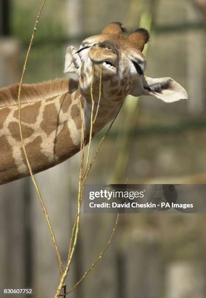 Baby giraffe named Thorn, on display at Edinburgh zoo, which opened for the first time in five weeks after the foot and mouth crisis forced it's...
