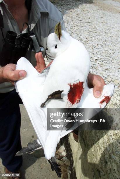 Peter Collins from the National Trust shows one of more than 80 sea birds which were shot dead and laid out on the beach at Marsden Bay, South...