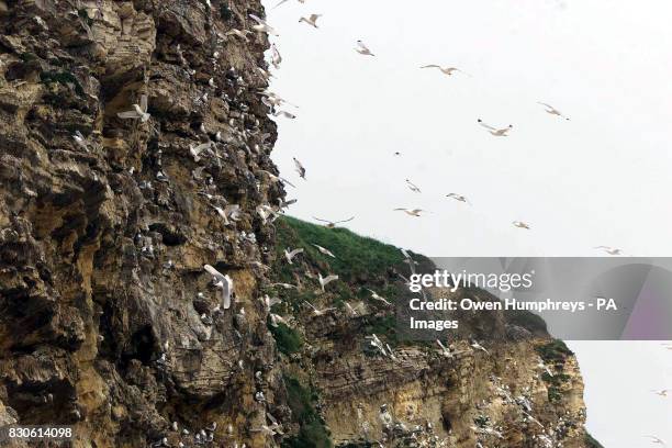 The scene where more than 80 sea birds were shot dead and laid out on the beach at Marsden Bay, South Shields, South Tyneside, to spell the word...