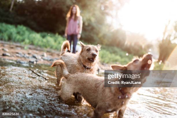 woman playing with dogs at river - fetch water stock pictures, royalty-free photos & images