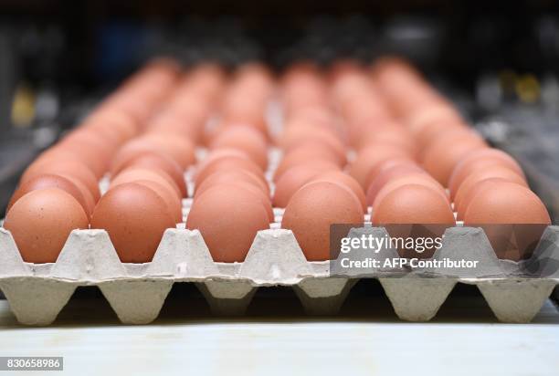 Picture taken in a the poultry farm in Hesbaye region near Namur on August 12, 2017 shows eggs being packed. A scandal involving eggs contaminated...