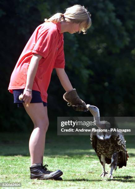 One of the Falconry team at Banham Zoo near Diss, Norfolk 21-year-old Jo Lobb, in a vicarage garden in Reydon, Suffolk,trying to woo back flyaway...
