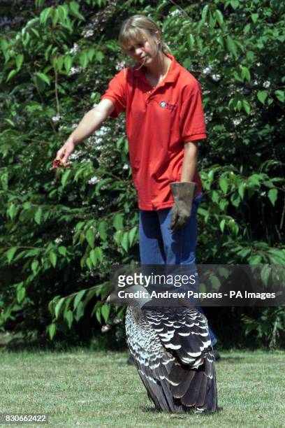 One of the Falconry team at Banham Zoo near Diss, Norfolk 21-year-old Jo Lobb, in a vicarage garden in Reydon, Suffolk,trying to woo back flyaway...
