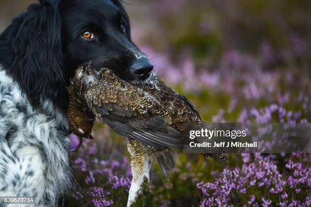 Shooting party heralds the new shooting season on a grouse moor at the Alvie Estate on August 12, 2017 in Aviemore, Scotland. The Glorious 12th...