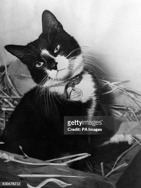 While the men of the "Yangtse Incident" have been receiving a heros' welcome home, Simon, the ships cat of HMS Amethyst and winner of the Dickin...