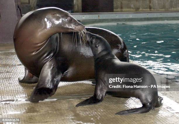 Proud sealion, Salt, with her two month and four day old pup, thought to be a girl but as yet un-named, at Whipsnade Wild Animal Park in...