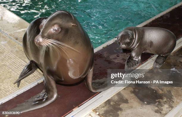 Proud sealion, Salt, with her two month and four day old pup, thought to be a girl but as yet un-named, at Whipsnade Wild Animal Park in...