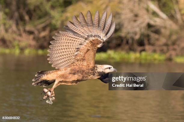 683 Hawk Fishing Stock Photos, High-Res Pictures, and Images