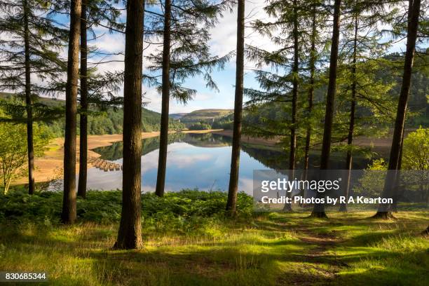 forest beside derwent reservoir, peak district, derbyshire, england - derwent reservoir stock pictures, royalty-free photos & images