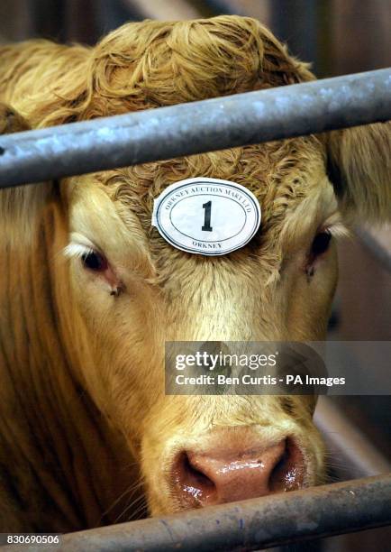 The first cow to be sold at cattle auction in the UK since the outbreak of foot-and-mouth disease six months ago, a Charolais Cross steer, waits in a...