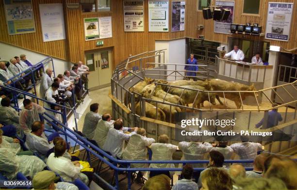 An auction worker herds two cattle around the sales ring at the first cattle auction in the UK since the outbreak of foot-and-mouth disease six...