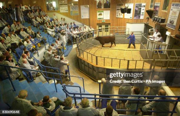 An auction worker herds two cattle around the sales ring at the first cattle auction in the UK since the outbreak of foot-and-mouth disease six...