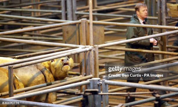 Cows in pens at the Orkney Auction Mart, in Kirkwall on the Orkney Isles, in preparation for the first cattle auction in the UK since the outbreak of...