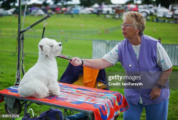 Woman grooms her Terrier dog before competing during the 194th Sedgefield Show on August 12, 2017 in Sedgefield, England. The annual show is held on...