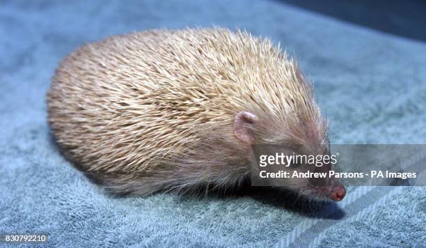 Alfie, the blond hedgehog, at the home in Cambridge of 12 year old Bryony Hall. Alfie, just one of a handful of blond hedgehogs to be found in...