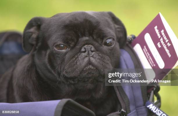 Pug With Rabies 79 Rabies Warning Stock Photos, High-Res Pictures, and Images - Getty ...