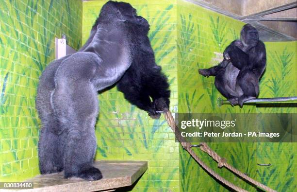 Year old Minouche flirts with Jock,18yrs, London Zoo's new male gorilla who arrived from a French Zoo on Valentine's day. He has joined four females...