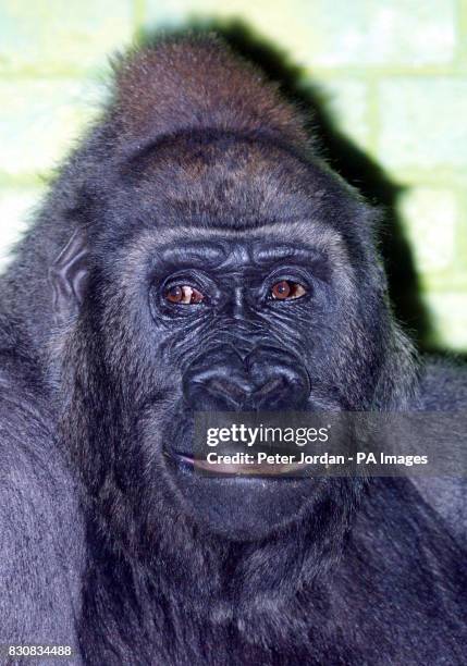 Zaire 26 years old, one of four female gorillas hoping to mate with Jock,18yrs, London Zoo's new male gorilla who arrived from a French Zoo on...