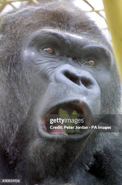 Four females at London Zoo have welcomed Jock, an 18-year-old 160kg male western lowland gorilla from Zoo la Palmyre in southwest France, who arrived...