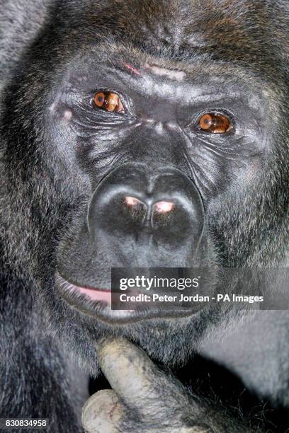 Four females at London Zoo have welcomed Jock, an 18-year-old male western lowland gorilla from Zoo la Palmyre in southwest France, who arrived on...