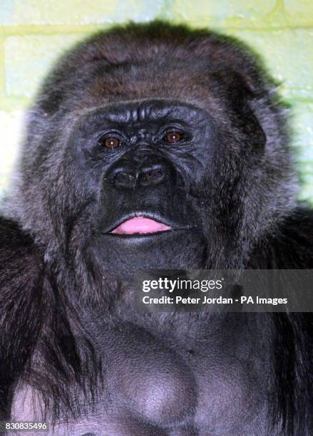Messy 29 years old, one of four female gorillas hoping to mate with Jock,18yrs, London Zoo's new male gorilla who arrived from a French Zoo on...