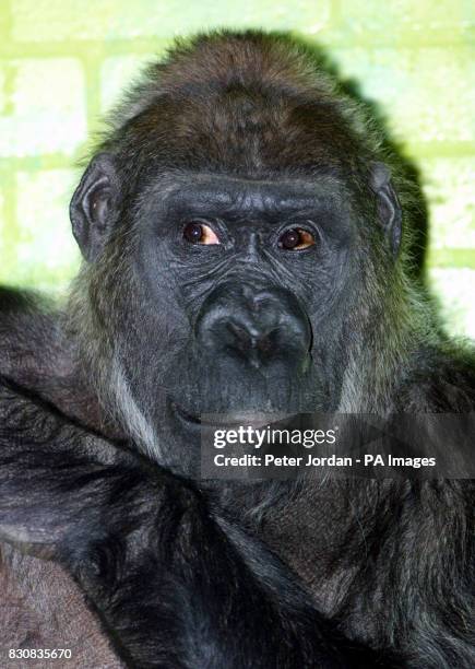 Minouche 29 years old, one of four female gorillas hoping to mate with Jock,18yrs, London Zoo's new male gorilla who arrived from a French Zoo on...