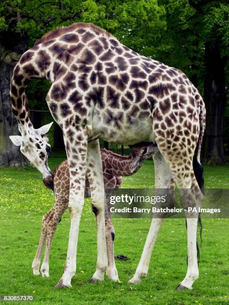 Shakula, a Rothschild giraffe, receives some loving attention at Longleat Safari Park from her mother, Jolly. The six foot two inches baby born April...