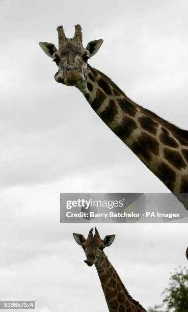 Shakula , a Rothschild giraffe, stands with her mother, Jolly, at Longleat Safari Park. The six foot two inches baby born April 26 is the eighth calf...