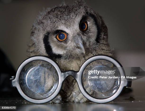 One of three baby owlets whose mother died shortly after they were born at London Zoo finds a pair of Harry Potter glasses, in the run up to the zoo...