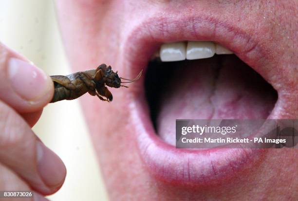 Tony Morgan eats a Mole Cricket as part of the Edible Insects event at Liverpool Museum's Natural History Centre. The centre is offering the crunchy...