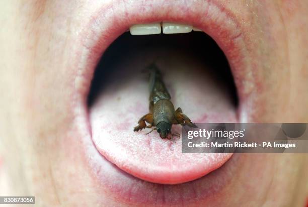 Tony Morgan eats a Mole Cricket as part of the Edible Insects event at Liverpool Museum's Natural History Centre. The centre is offering the crunchy...