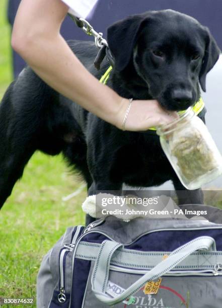 Samos, a one-year-old black labrador, sniffs out a container storing meat inside it, during training exercises at the Metropolitan Police Dog...