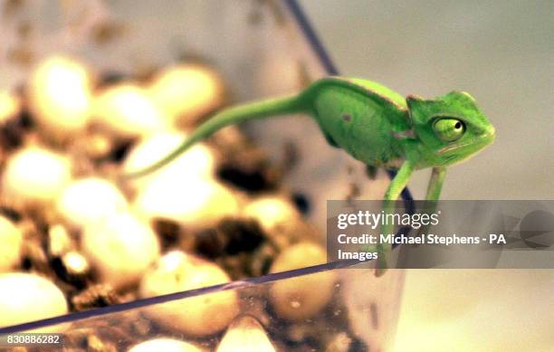This tiny three-week old Yemen chameleon is one of the newest arrivals at Whipsnade Wild Animal park. Just 3.5 cms long, they are tiny replicas of...