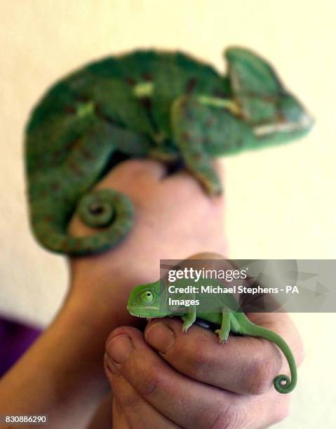 This tiny three-week old Yemen chameleon is one of the newest arrivals at Whipsnade Wild Animal park. Just 3.5 cms long, they are tiny replicas of...