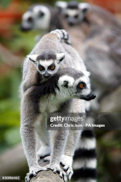 Two month-old ring-tailed lemur gets a lift from mum around their enclosure at Marwell Zoo near Winchester where staff have managed to produce five...