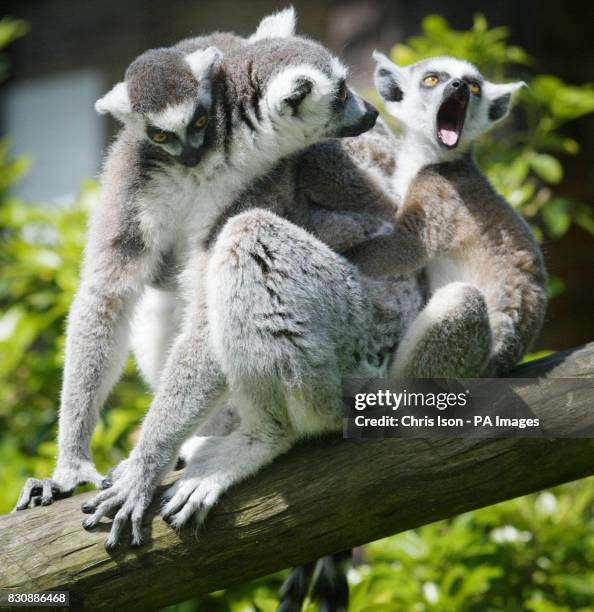 Two month-old twin ring-tailed lemurs get a lift from their mum around their enclosure at Marwell Zoo near Winchester where staff have managed to...