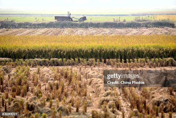 Farmer drives among paddy fields on October 2, 2008 in Poyang County of Jiangxi Province, China. It is estimated the central government budget...